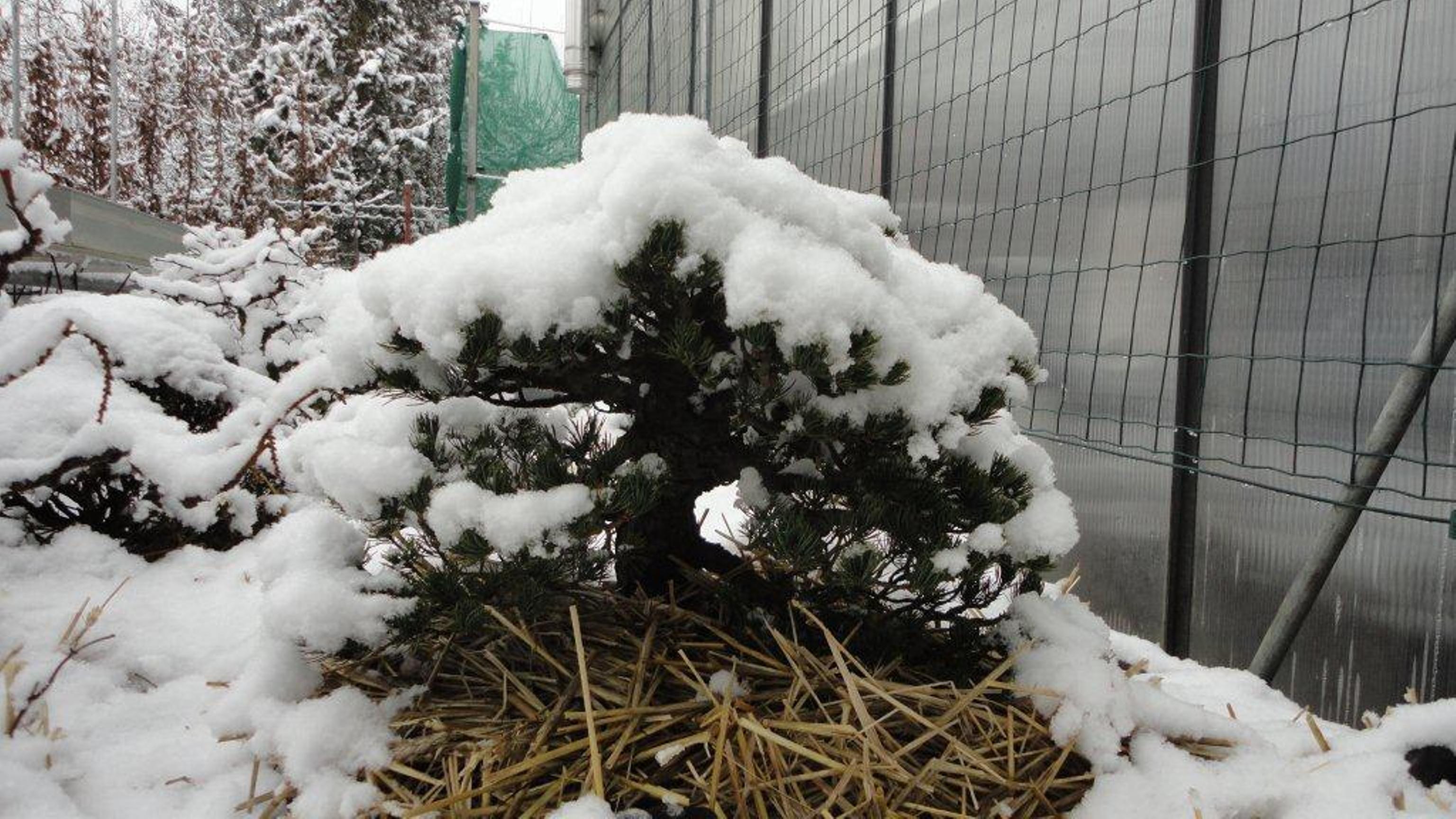 bonsai, bonsai teleltetese, marczika bonsai stusio, erd, hungary behavazott bonsaiok a bonsai teleltetes takaro kozege alatt a marczika bonsai studioban